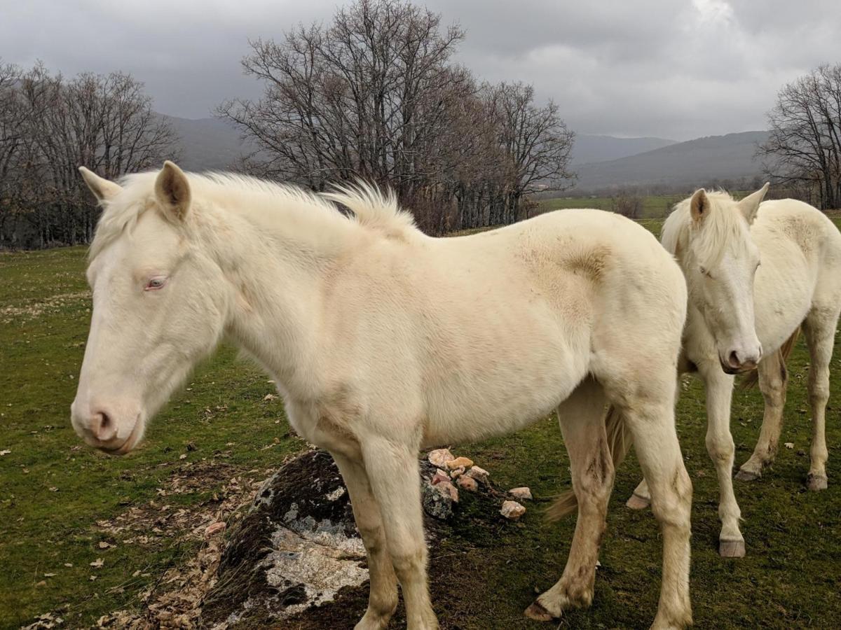 Casa Rural Fuente Del Arca Montejo Montejo de la Sierra Dış mekan fotoğraf